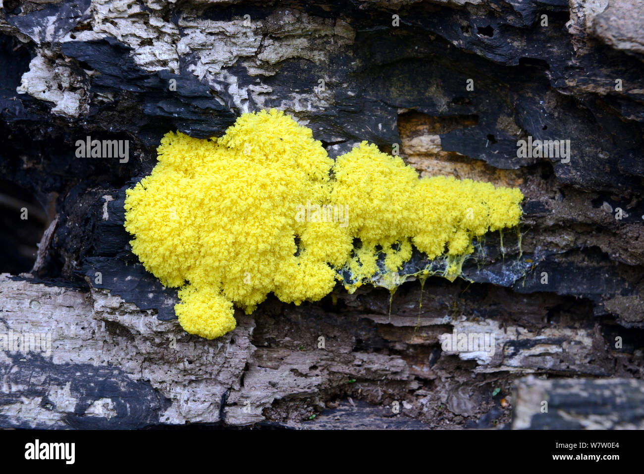 Limo amarillo azufre del molde (Fuligo septica), sobre madera muerta, Llanerchaeron National Trust, Ceredigion, Gales, Reino Unido, Agosto. Foto de stock