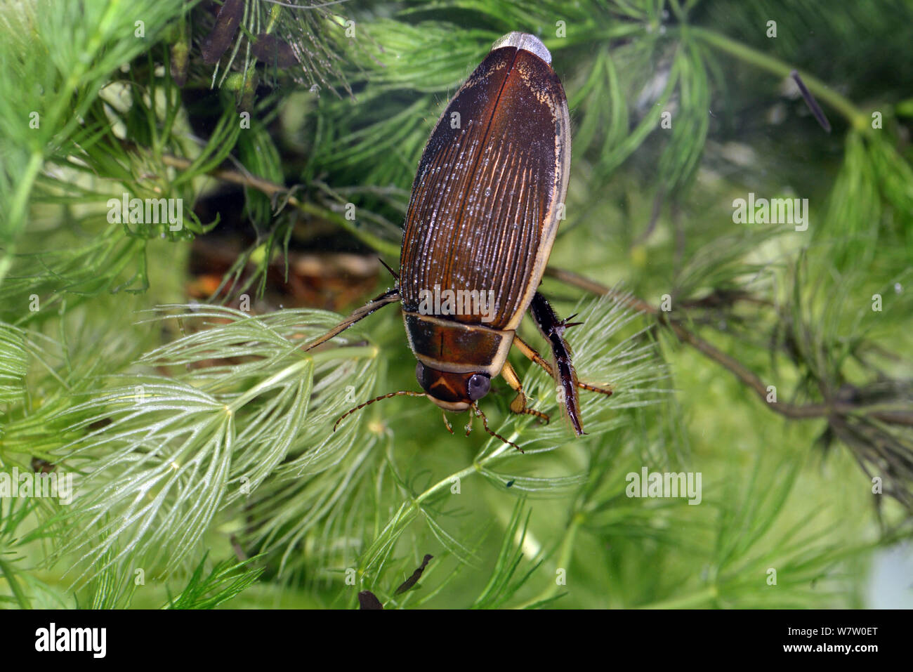 Buceo fantástico escarabajo femenino (Dytiscus circumflexus), descansando sobre Hornwort, cautiva, Reino Unido. Foto de stock