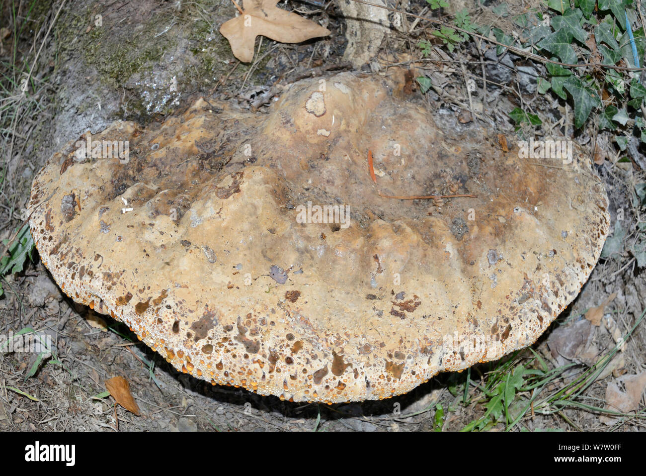 Soporte de roble hongo (Inototus dryadeus) creciendo en la base del roble (Quercus petrea sésiles), Ceredigion, Gales, Inglaterra, Reino Unido, Agosto. Foto de stock