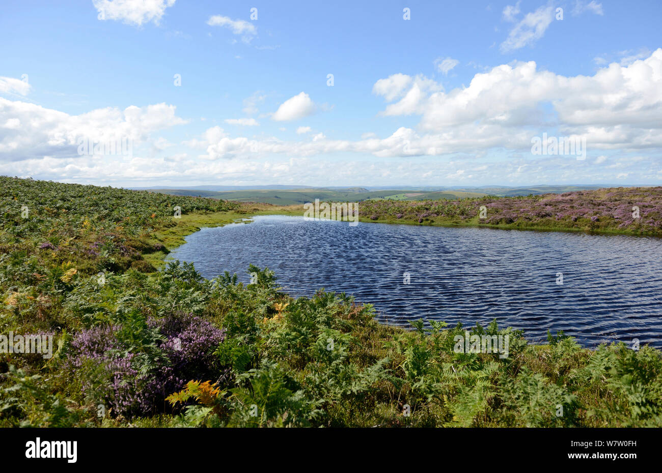 Montaña Llanedr mesotrophic pond, Colina, Radnorshire, Gales, agosto de 2013. Foto de stock