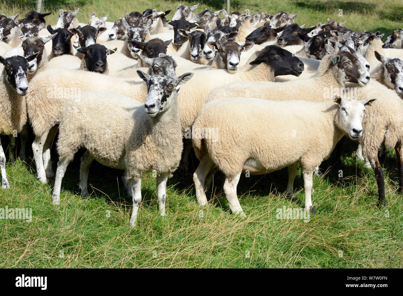 Rebaño de ovejas mula galés, mestizas Bluefaced de Leicester y ovejas de las montañas de Gales, Herefordshire, Inglaterra, Reino Unido, Agosto. Foto de stock