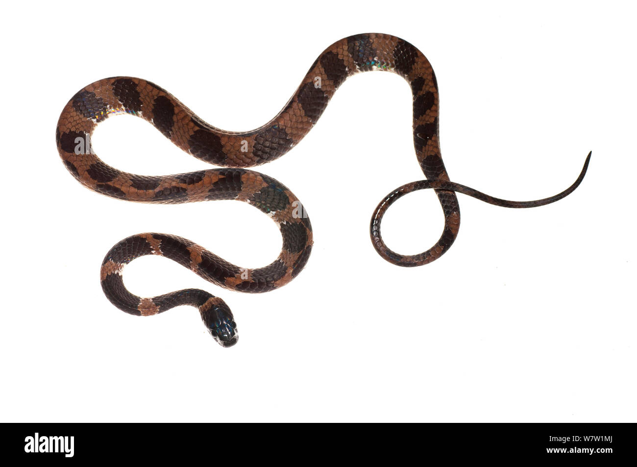 Dipsas catesbyi fotografías e imágenes de alta resolución Alamy