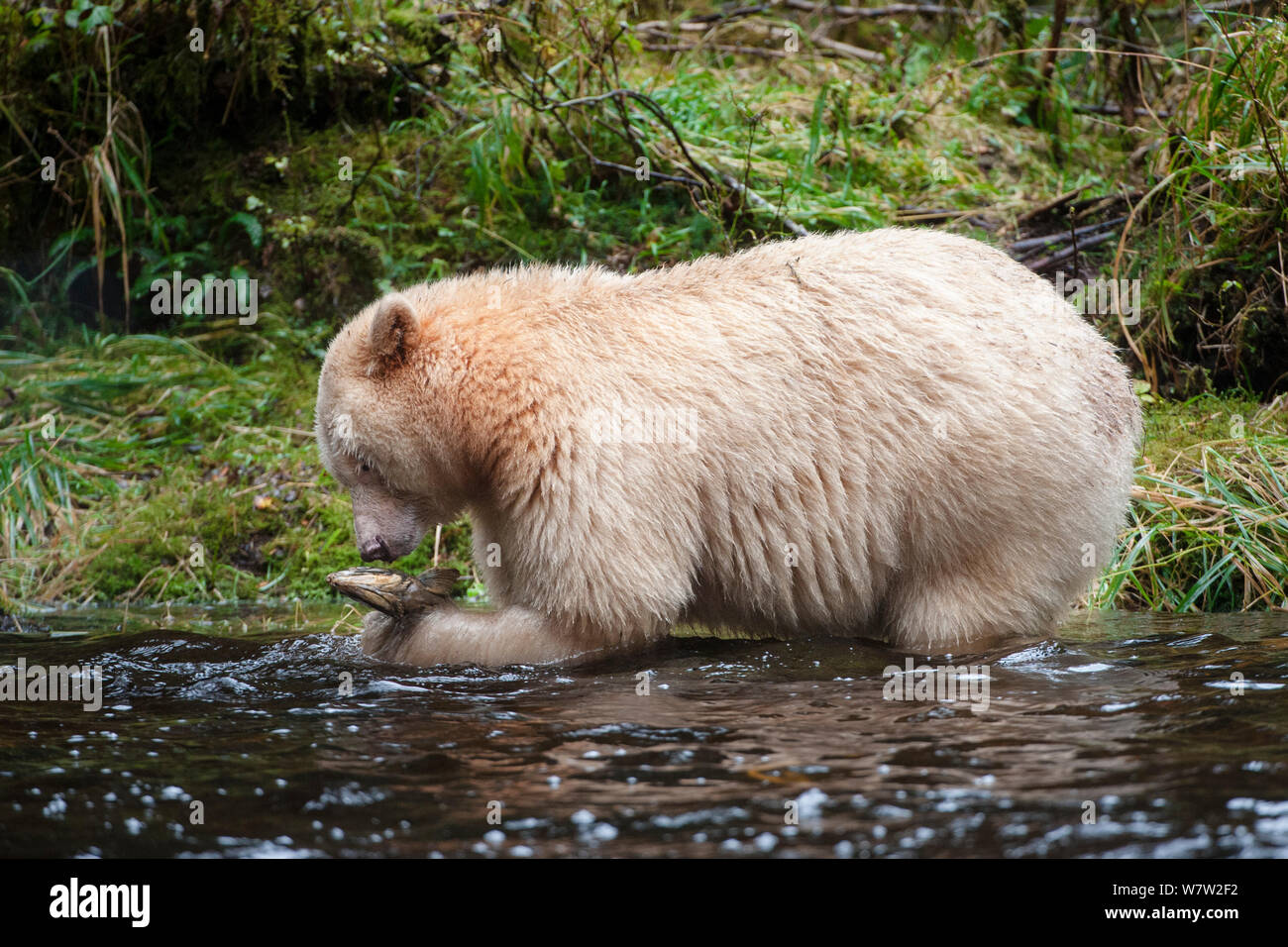 Espíritu de adultos / Oso Kermode (Ursus americanus kermodei) - White Morph del oso negro- por stream la pesca del salmón. Isla Gribbell, Great Bear Rainforest, British Columbia, Canadá, en octubre. Foto de stock