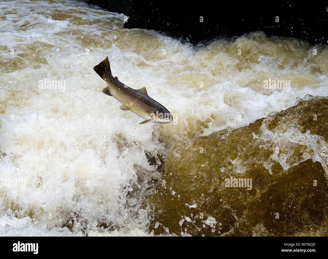 Salmones saltando cascadas fotografías e imágenes de alta resolución
