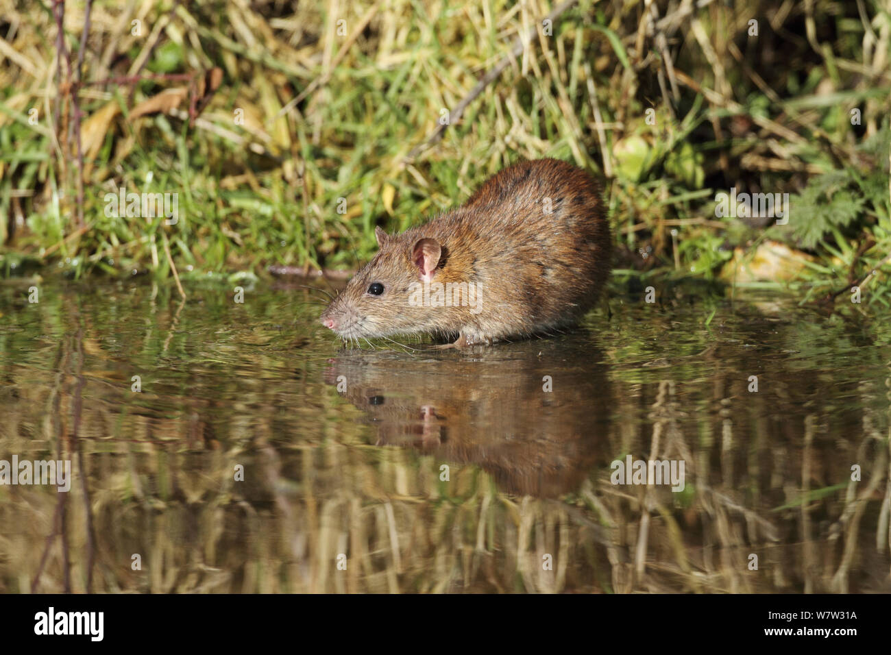 La rata marrón (Rattus norvegicus) parado en agua, Warwickshire, Inglaterra, Reino Unido, febrero Foto de stock