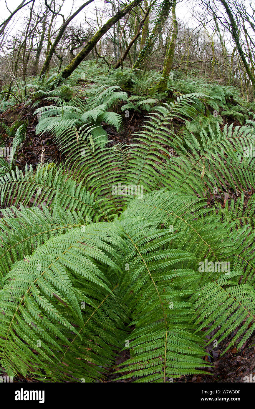 Amplio ángulo de visión de helecho macho (dryopteris filix-mas) con extender la roseta de hojas, creciendo en bosques caducifolios deshojado en Devon, Reino Unido, diciembre de 2013. Foto de stock