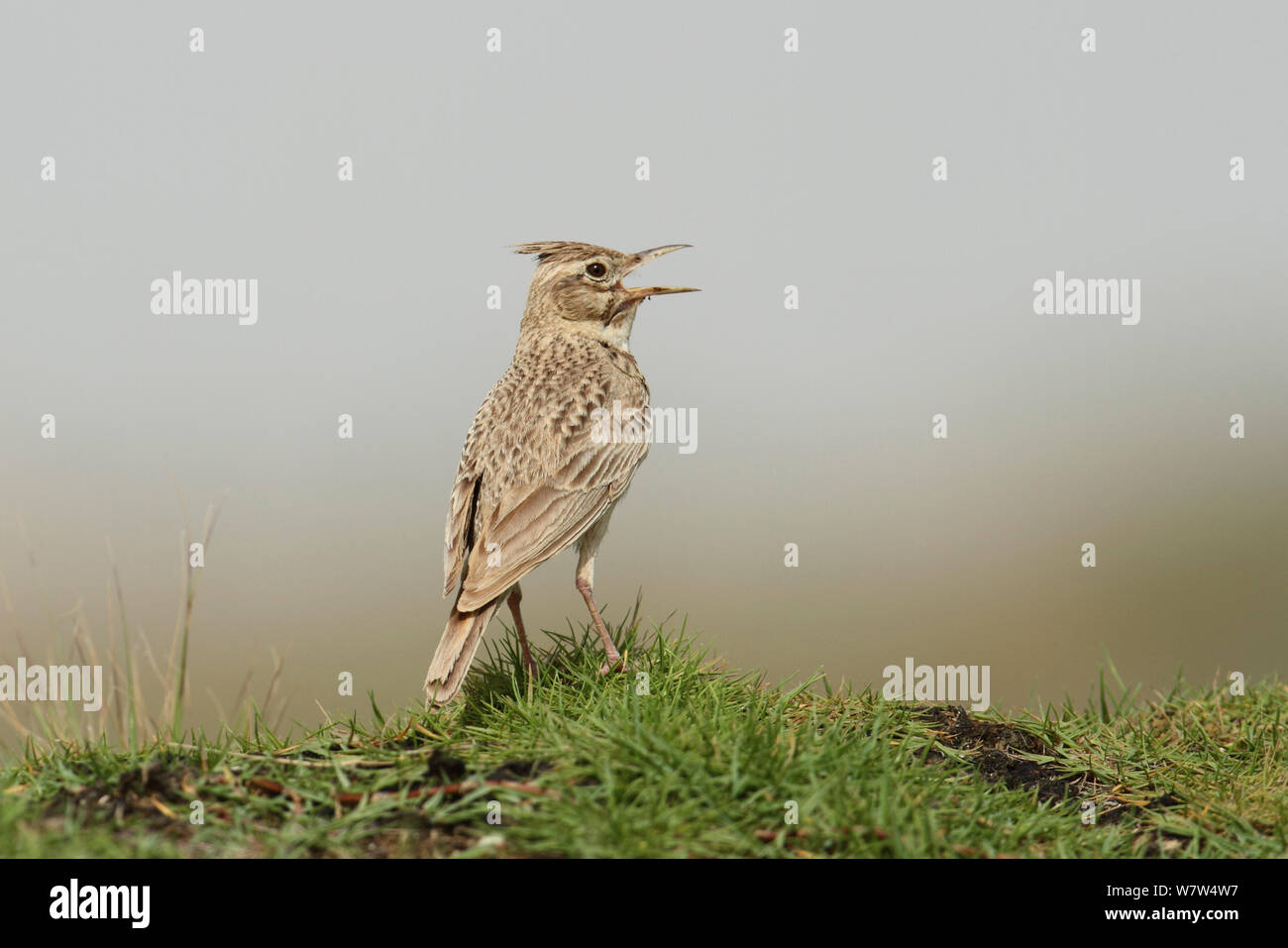 Crested lark (Galerida cristata) cantando, Omán, Abril Foto de stock