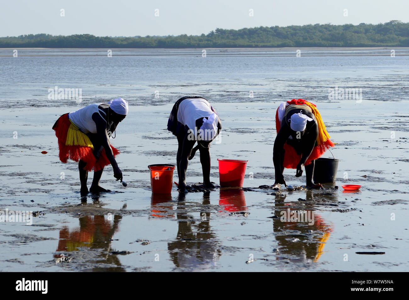 Mujeres Buscando mariscos en marea baja, Orango Parque Nacional Islas, la isla de Orango, Guinea-Bissau, diciembre de 2013. Foto de stock