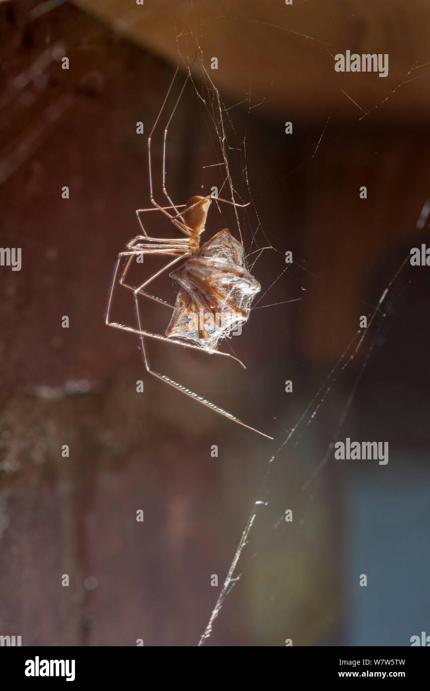 Bodega Spider / Daddy Longlegs (Pholcus phalangioides) en una casa alimentándose de una casa (araña Tegenaria domestica) que ha capturado. Derbyshire, Reino Unido. De octubre. Foto de stock