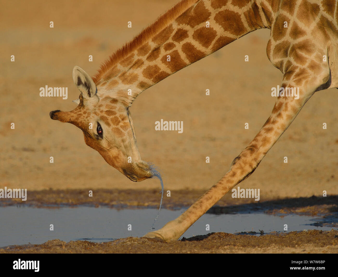 Macho jirafa (Giraffa camelopardalis), bebiendo, el Parque Nacional de Etosha, Namibia, Agosto. Foto de stock
