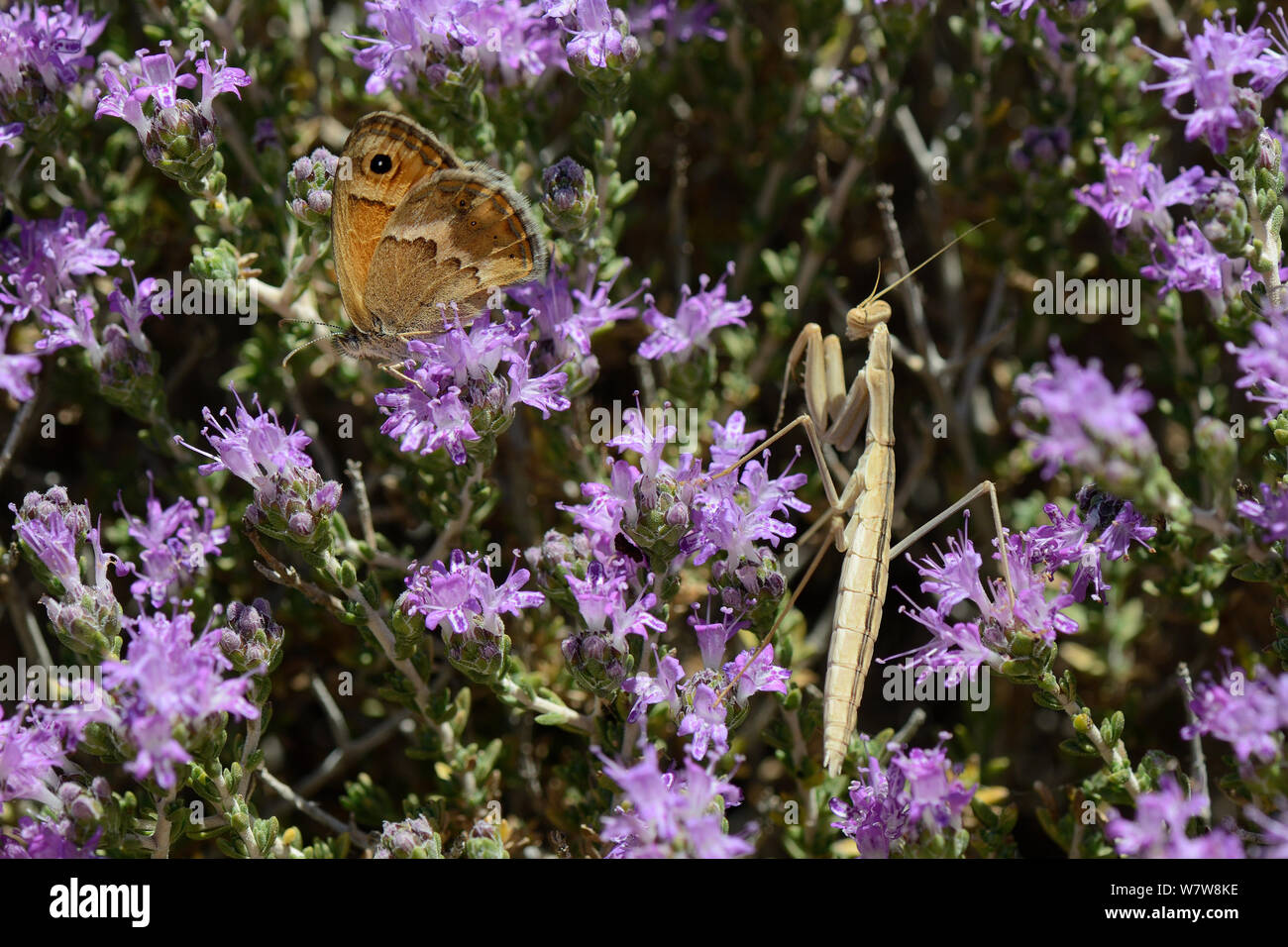 Mantis ninfa (mantis religiosa) la caza una mariposa (Small Heath cretense Coenonympha thyrsis) como se alimenta de encabezados de tomillo silvestre / flores de tomillo (Thymus capitatus), Creta, Grecia, en mayo. Foto de stock