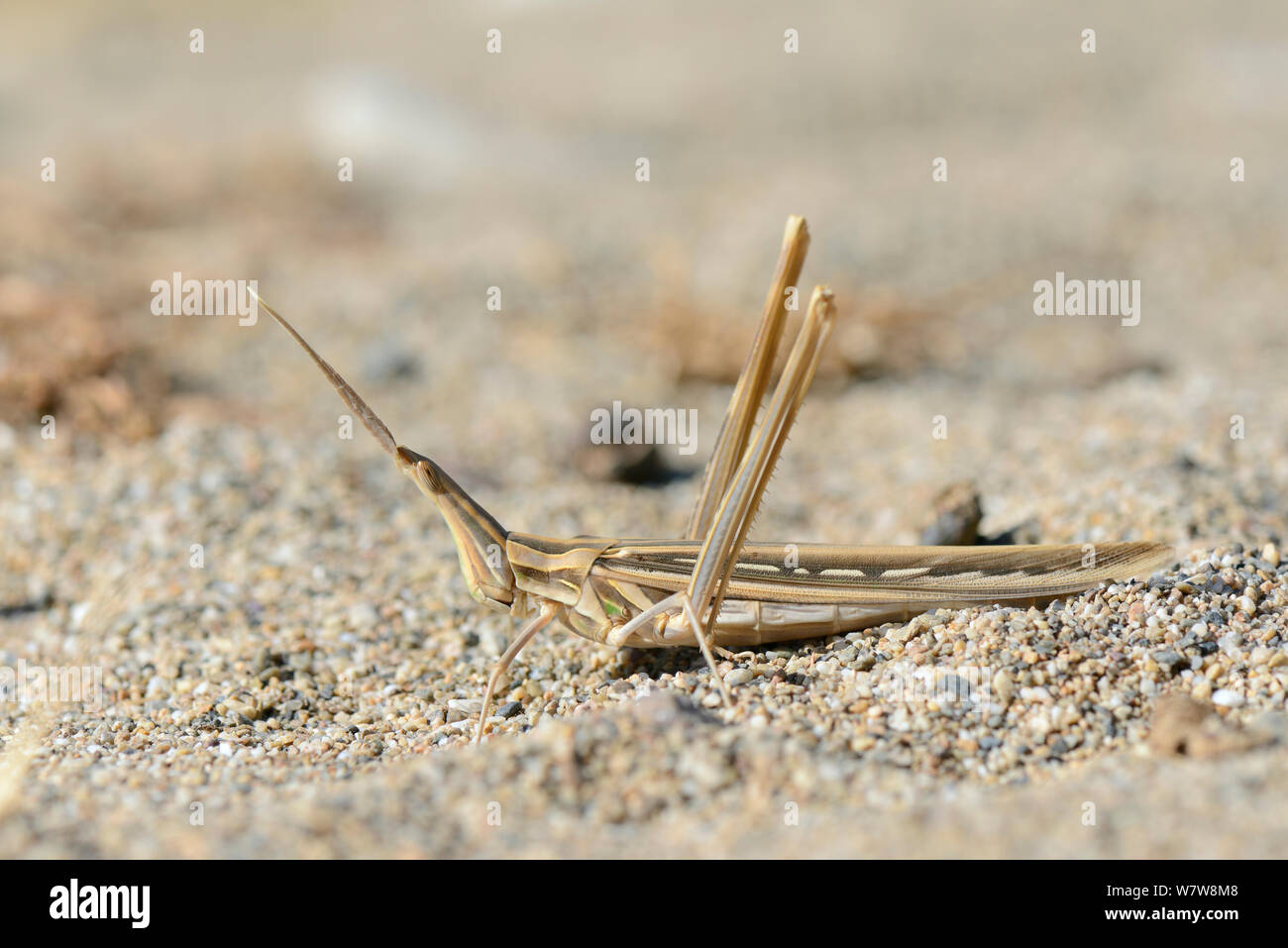 De hocico largo (Saltamontes Truxalis nasuta) bien camuflado en la arena cerca de la costa, Creta, Grecia, en mayo. Foto de stock