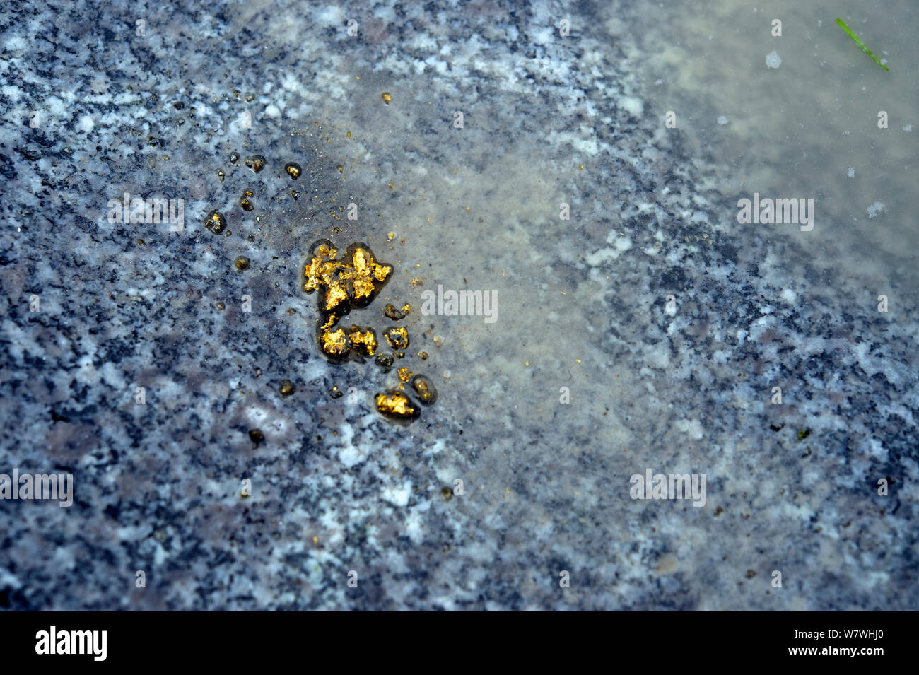 Oro extraído de arena utilizando mercurio, Totora, Andes, Bolivia, noviembre de 2013. Foto de stock