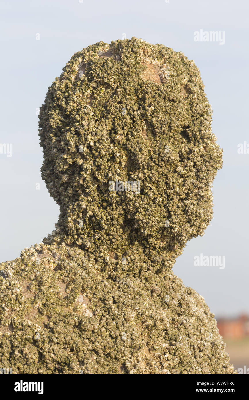 Una figura de Antony Gormley's 'Otro lugar' instalación cubierta de percebes, incluidas las invasoras Austrominius modestus. Crosby, Merseyside, Reino Unido, abril de 2014. Foto de stock