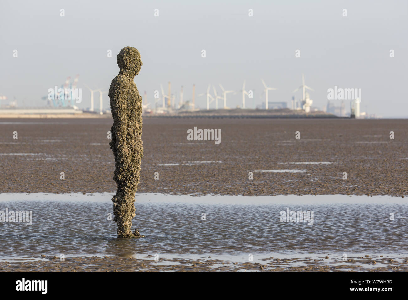 Una figura de Antony Gormley's 'Otro lugar' instalación cubierta de percebes, incluidas las invasoras Austrominius modestus. Crosby, Merseyside, Reino Unido, abril de 2014. Foto de stock