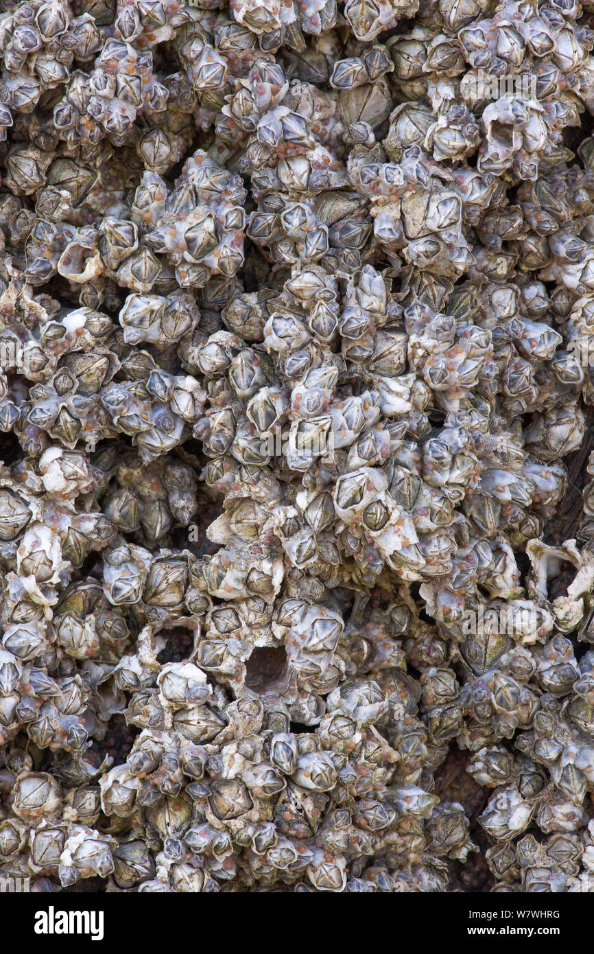 Percebes invasiva (Austrominius modestus) creciendo en una escultura que forman parte de la instalación y#39;Otro lugar' en la playa en Crosby, Merseyside, Abril. Foto de stock