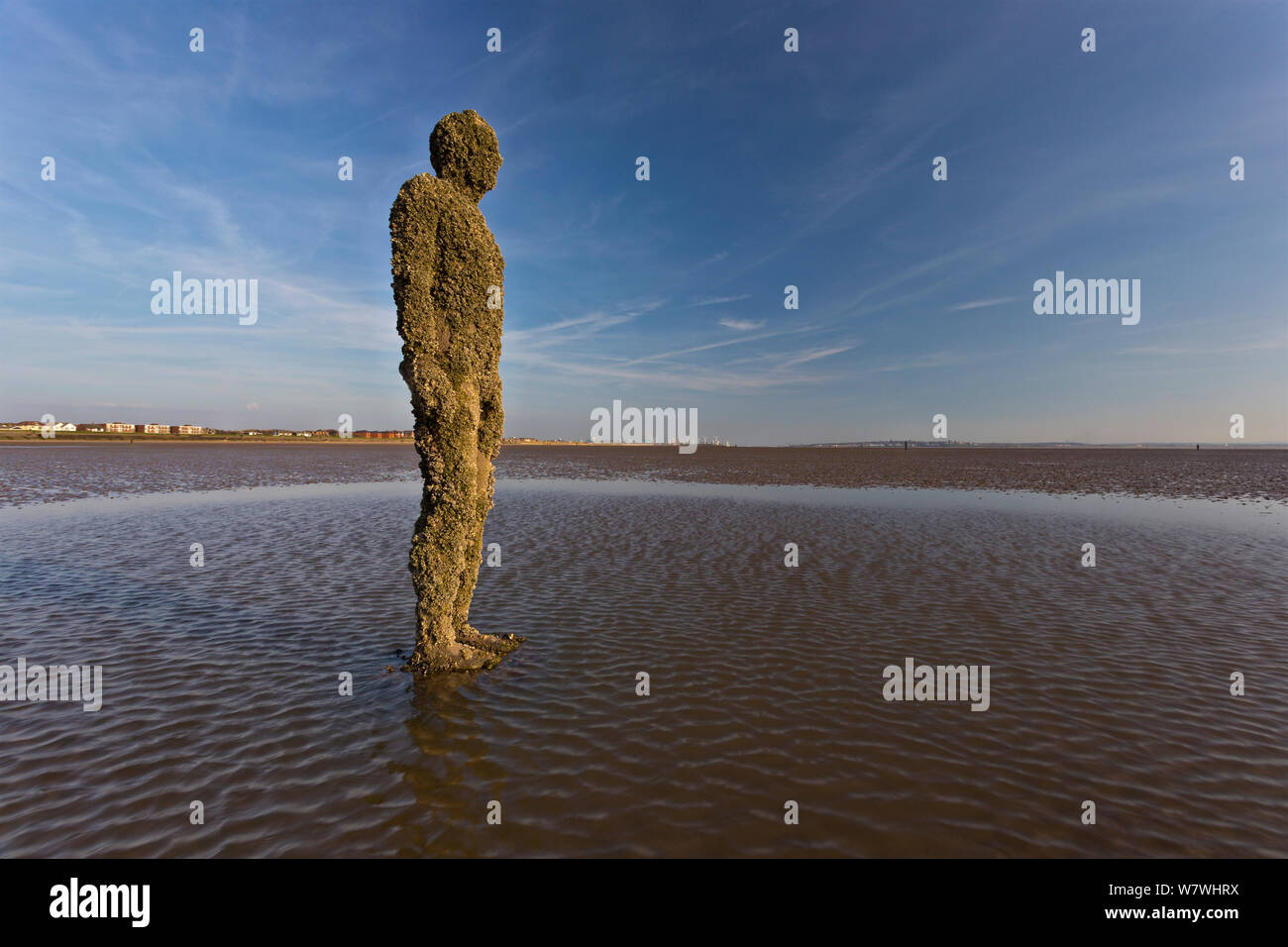 Una figura de Antony Gormley's 'Otro lugar' instalación cubierta de percebes, incluidas las invasoras Austrominius modestus. Crosby, Merseyside, Reino Unido, abril de 2014. Foto de stock