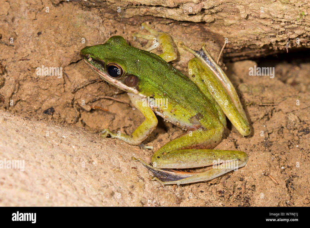 Rock venenoso sapo (Odorrana hosii) valle Danum, Borneo. Foto de stock