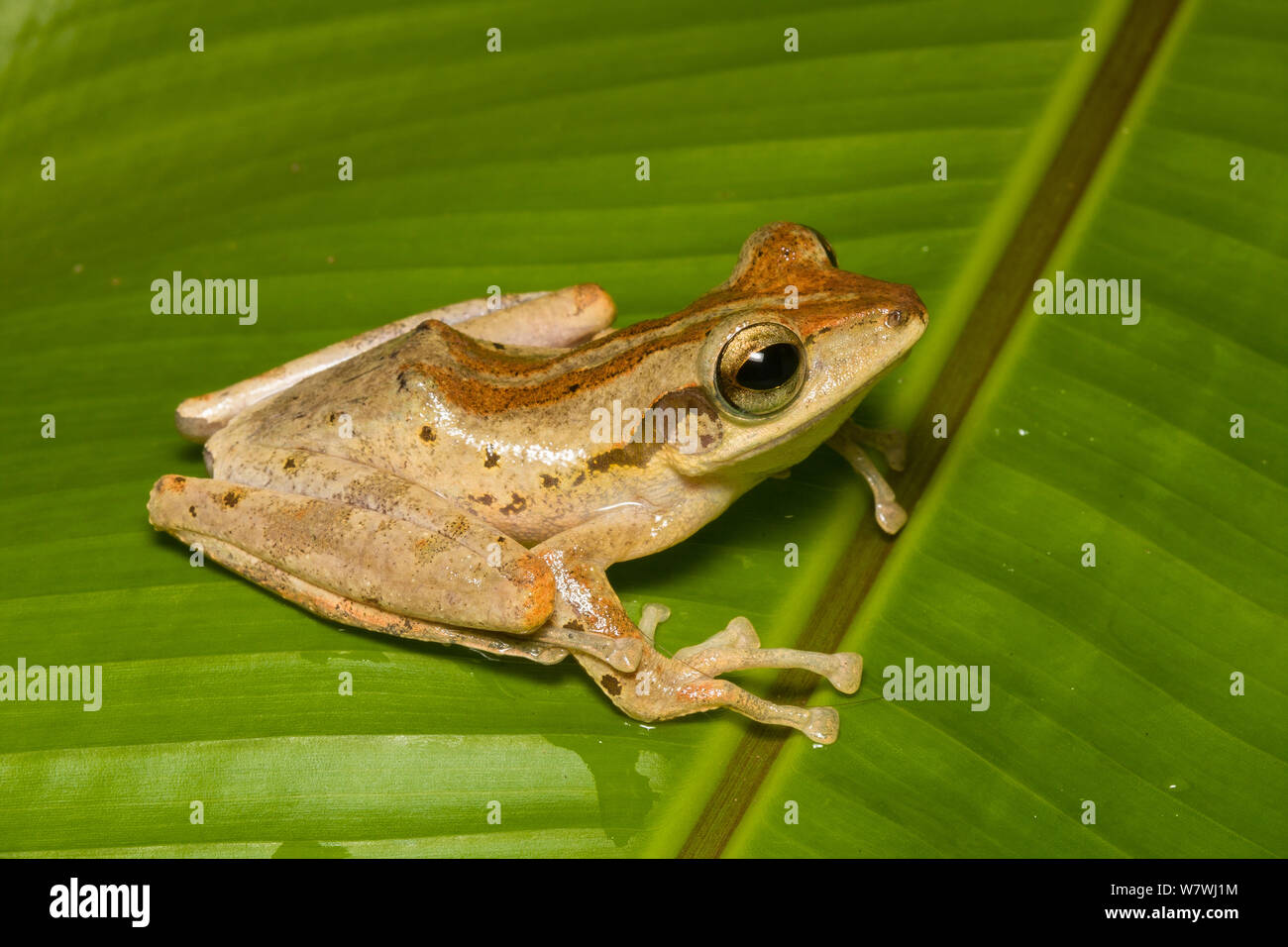 Dark orejudo Tree Frog (Polypedates macrotis) valle Danum, Sabah, Borneo. Foto de stock