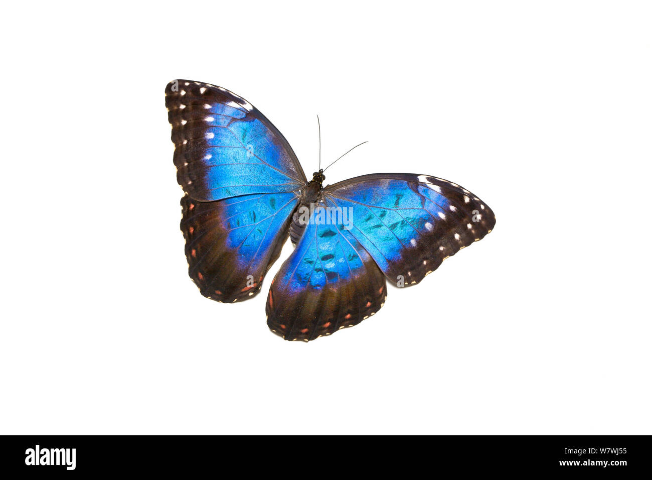 Mariposa Morpho azul (Morpho peleides) ocurre América del Sur Foto de stock