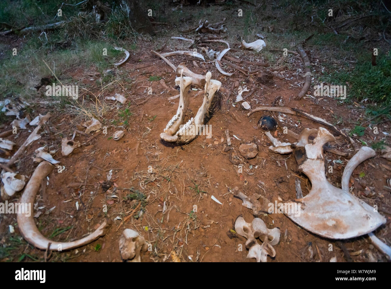 Rinoceronte blanco (Ceratotherium simum) huesos dispersos entre los arbustos, Kariega Game Reserve, provincia de Eastern Cape, Sudáfrica, en septiembre. Foto de stock