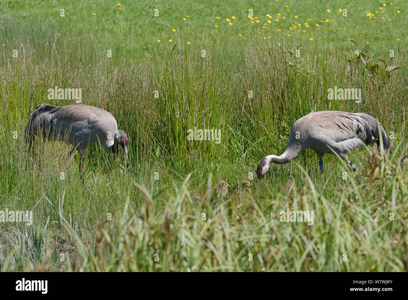 Common / grullas comunes (Grus grus) Monty y Chris, liberado por el gran proyecto de la grúa en 2010, cazando en una juncia marsh para alimentar a sus dos polluelos, 2 días Slimgridge, Gloucestershire, Reino Unido, mayo de 2014. Foto de stock