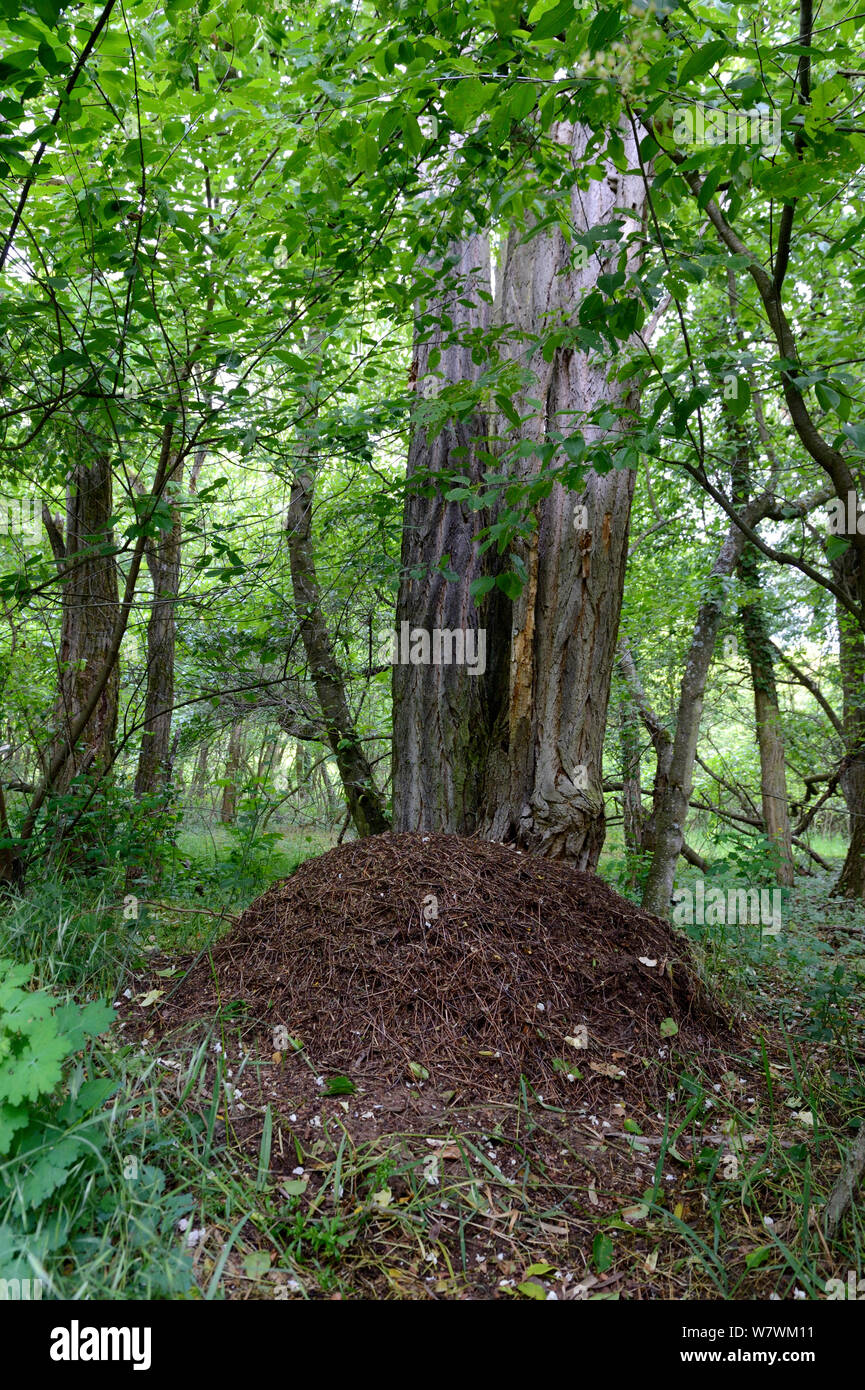Hormiga de madera roja (Formica polyctena) anidan en el bosque, Alsacia, Francia, mayo Foto de stock