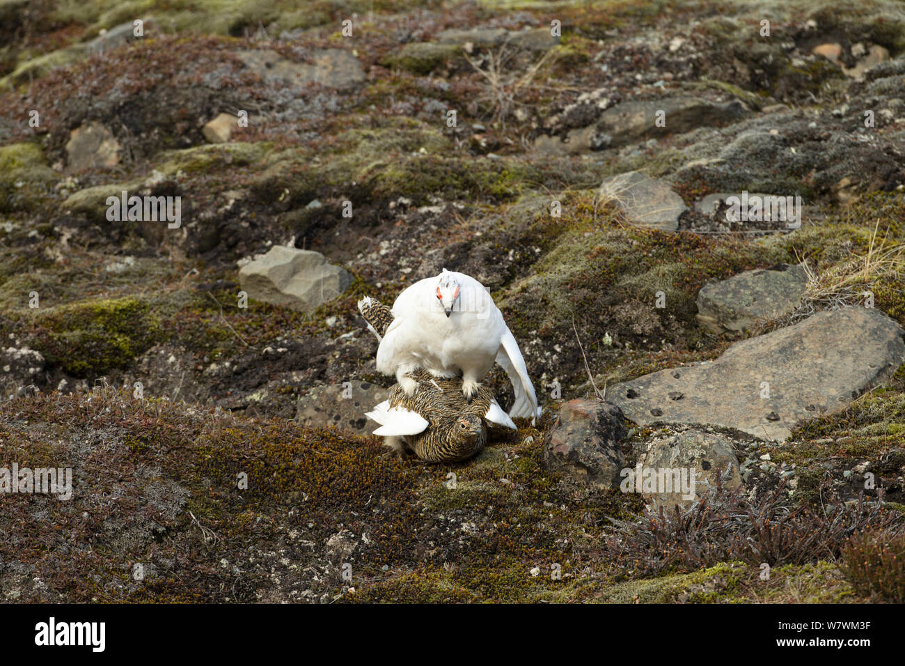 Rock lagópedos (Lagopus muta) par aparearse con hembras y machos en Plumaje de verano en invierno, el plumaje de Longyearbyen, Svalbard, Spitsbergen, Noruega. De junio. Foto de stock