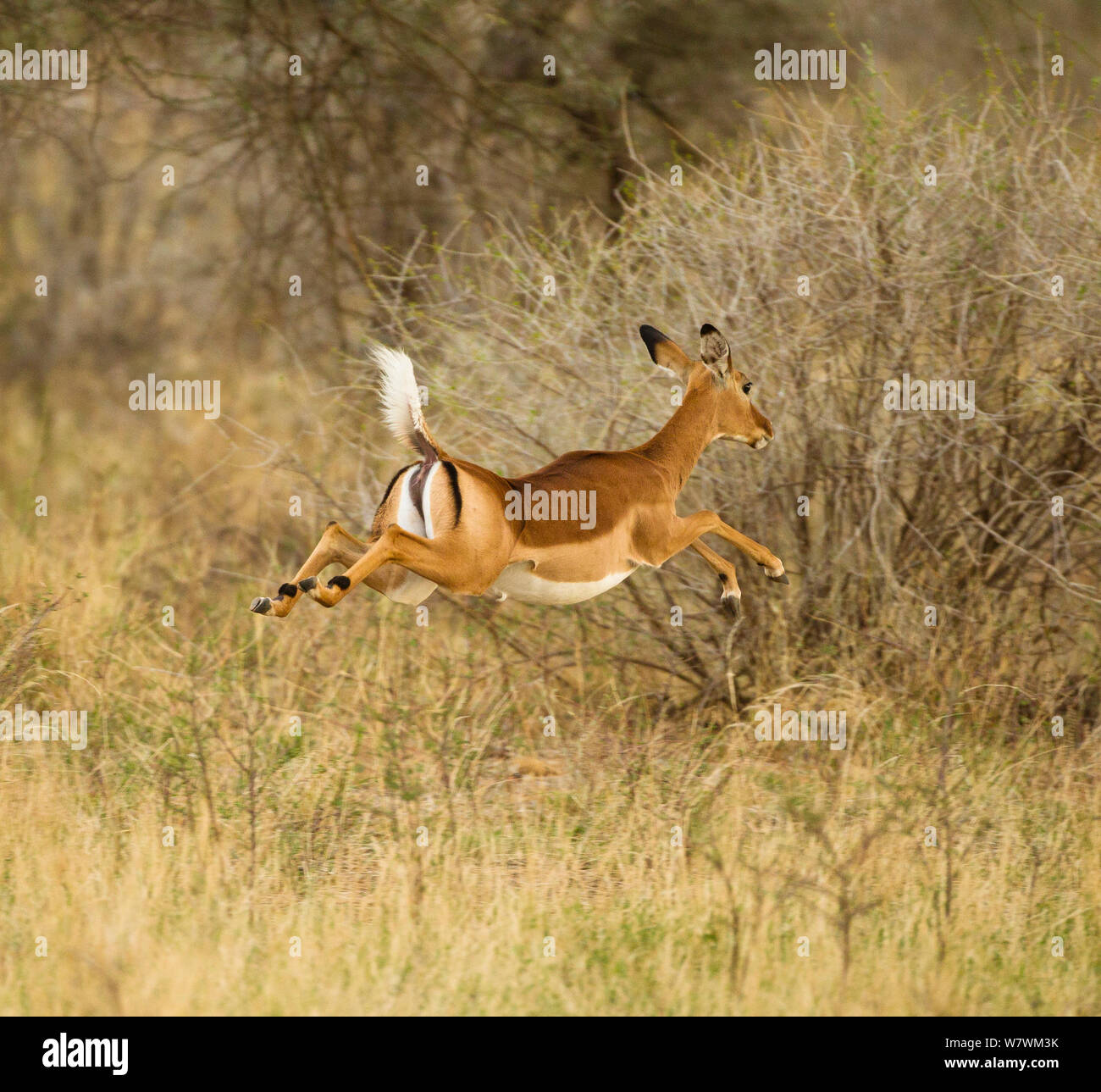 Las hembras jóvenes el impala (Aepyceros melampus) saltando, la Reserva de caza de Samburu, en Kenya. De octubre. Foto de stock
