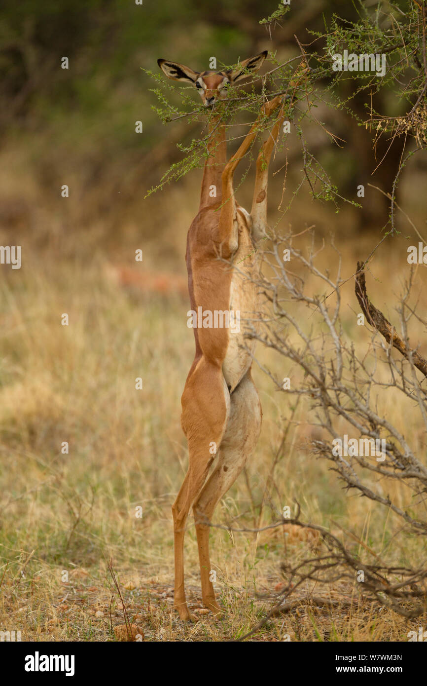 Gerenuk (Litocranius walleri) hembra de pie sobre las patas traseras y la alimentación desde una rama alta, la Reserva de caza de Samburu, en Kenya. De octubre. Foto de stock