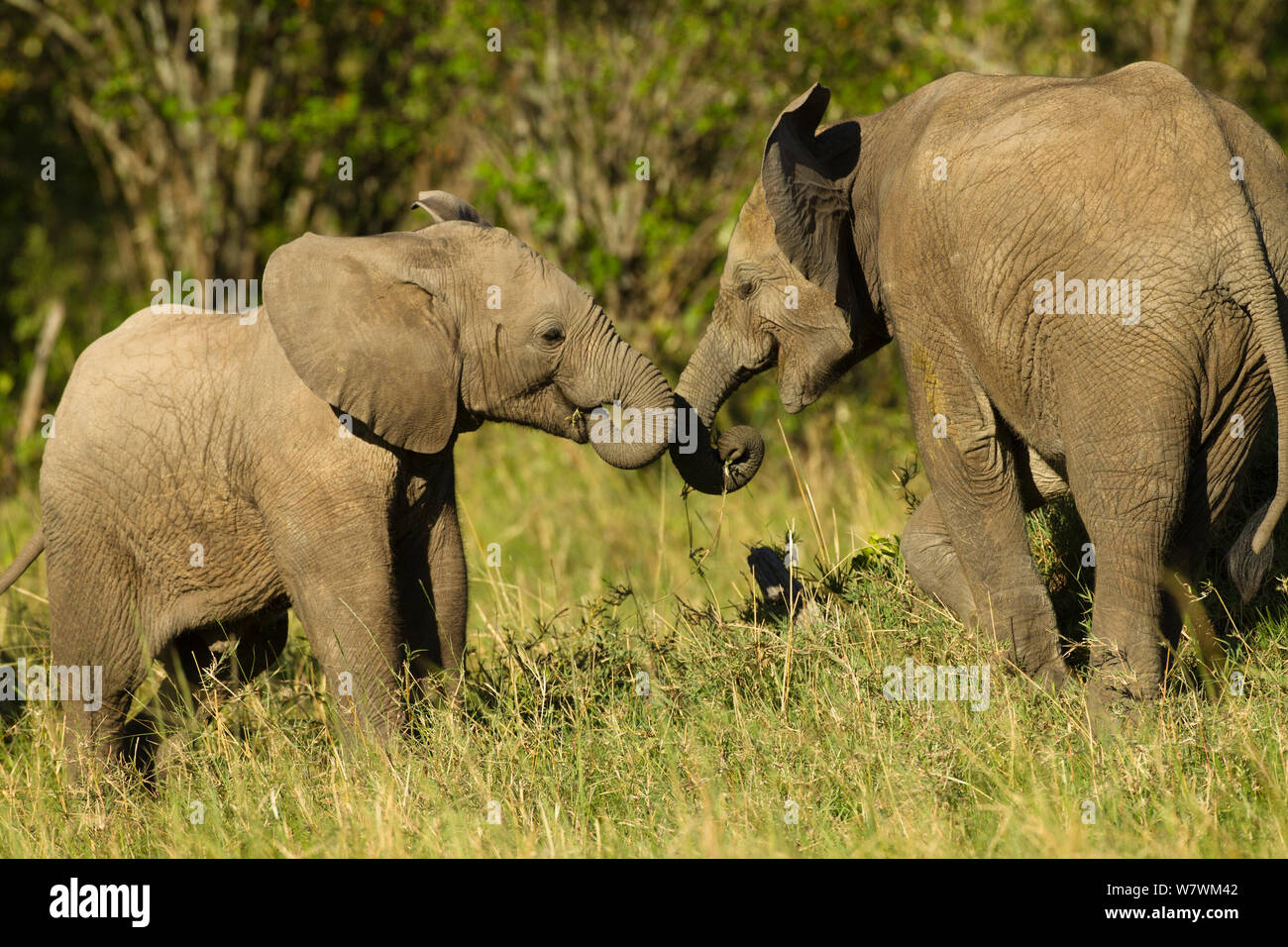 Crías de elefante africano (Loxodonta africana), interactuando, baje el triángulo Mara, la reserva Masai Mara, Kenia. De noviembre. Foto de stock