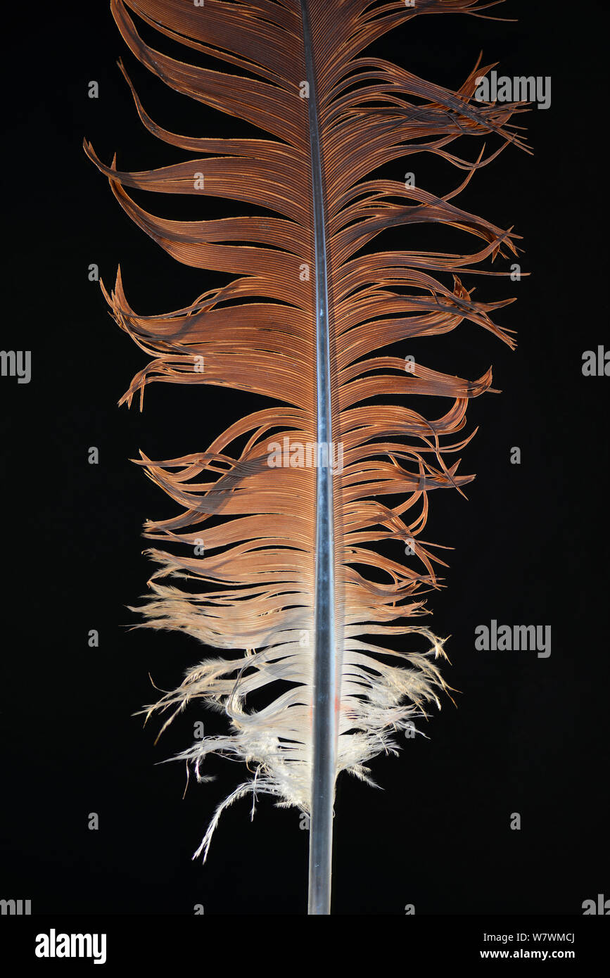 Gris (Balearica regulorum grulla coronada) plumas de cola contra el fondo negro. Foto de stock
