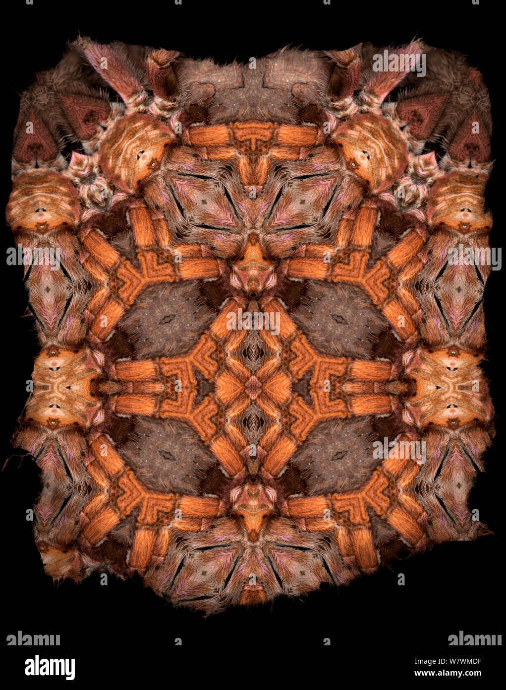 Calidoscopio patrón formado a partir de la imagen de Tarantula restringido para uso editorial hasta diciembre de 2015 Foto de stock