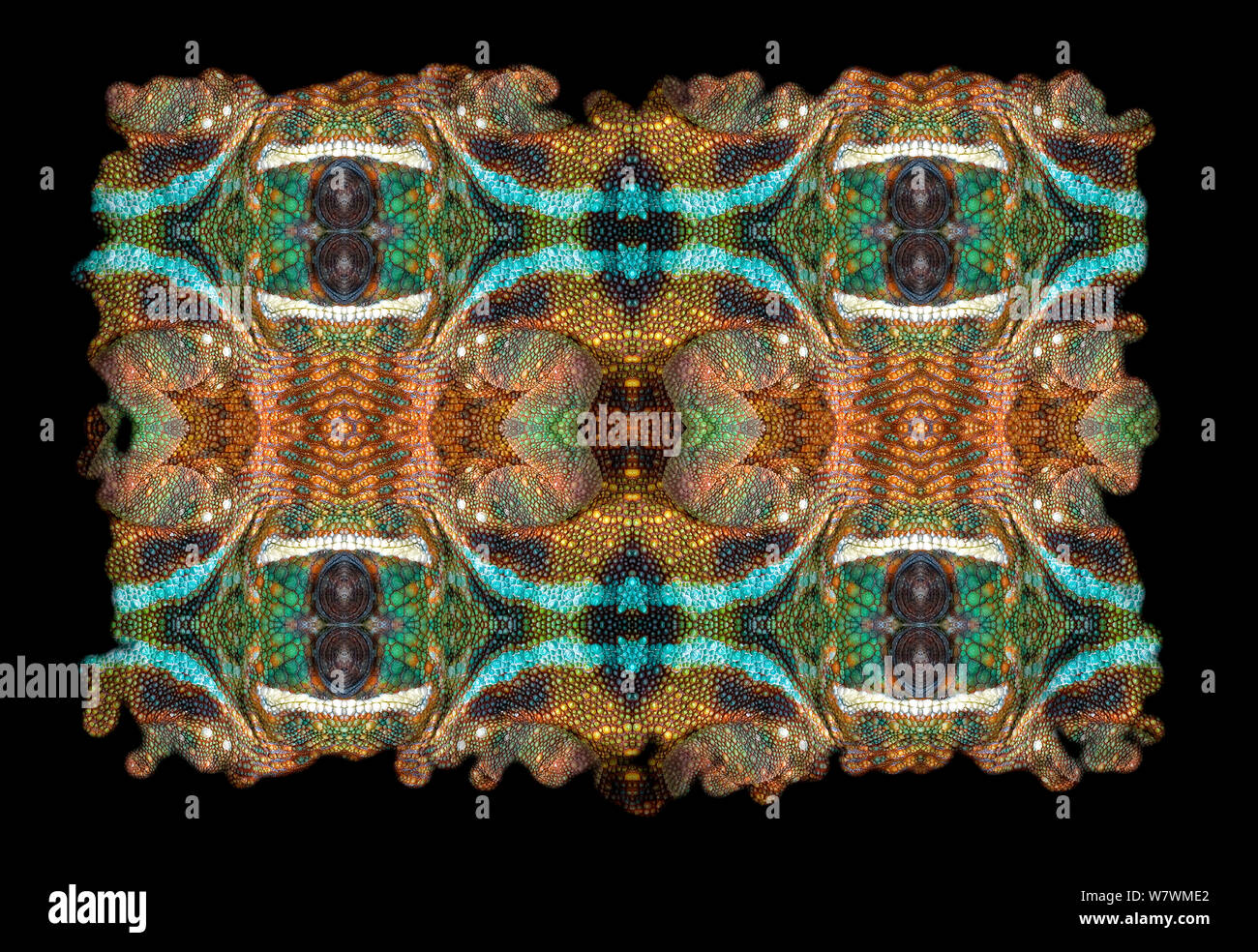 Calidoscopio patrón formado a partir de la imagen de camaleón pantera (Furcifer pardalis) escalas. Restringido para uso editorial hasta diciembre de 2015 Foto de stock