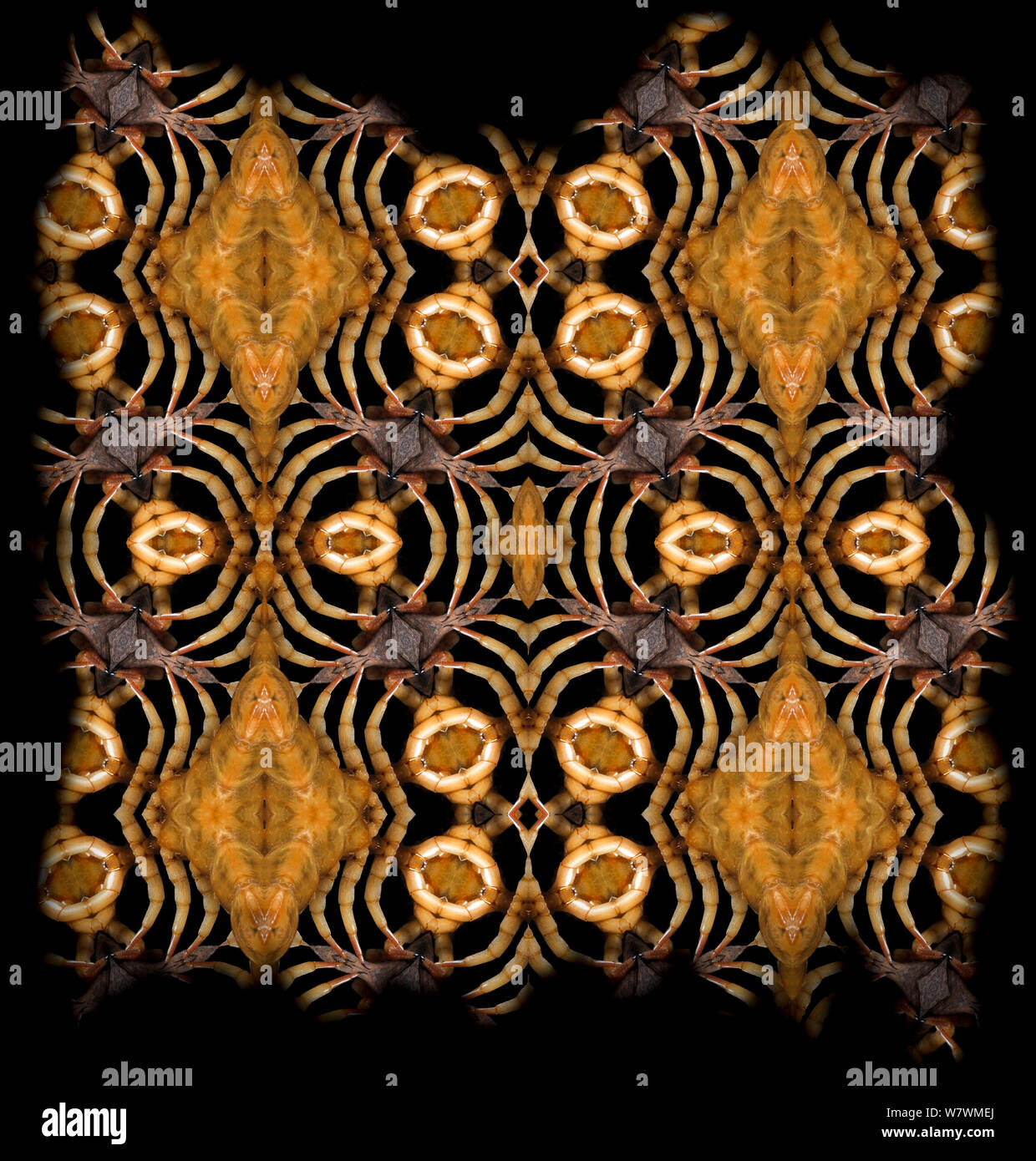 Calidoscopio patrón formado a partir de la imagen de ciempiés Chilopoda (sp) embargados por NAT GEO hasta finales de 2015 Foto de stock