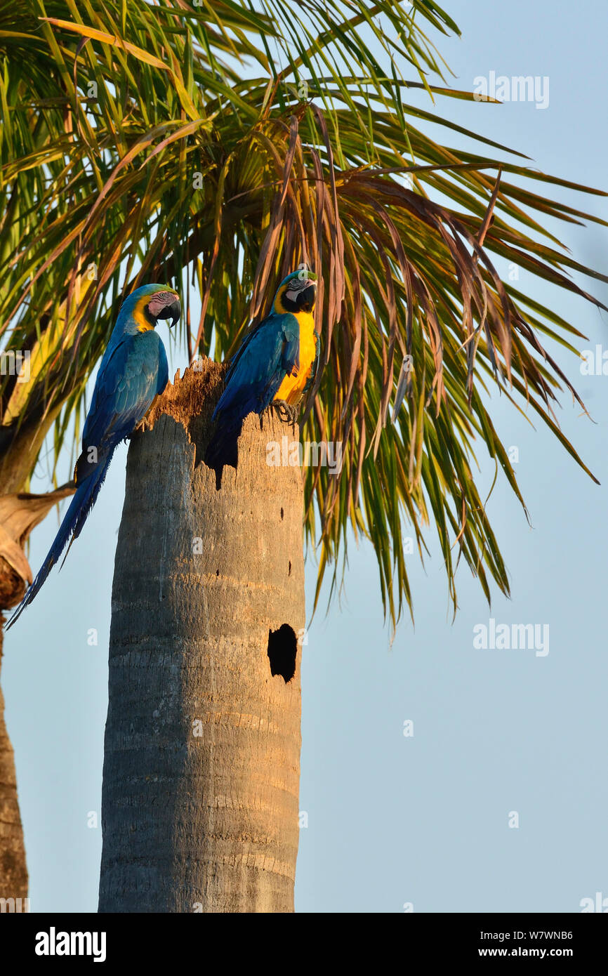 raspador suelo cheque Guacamayo azul y amarillo (Ara ararauna) par en nido en palmera, el  Pantanal de Mato Grosso, Brasil Fotografía de stock - Alamy