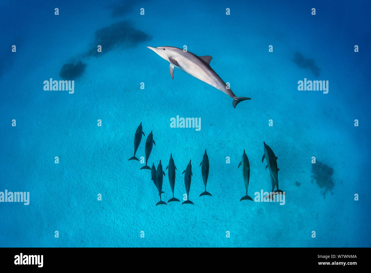 Vaina de delfines (Stenella longirostris) nadando en la laguna de arena poco profundos en el centro de arrecife de coral. Fury Shoal, Egipto. Mar rojo Foto de stock