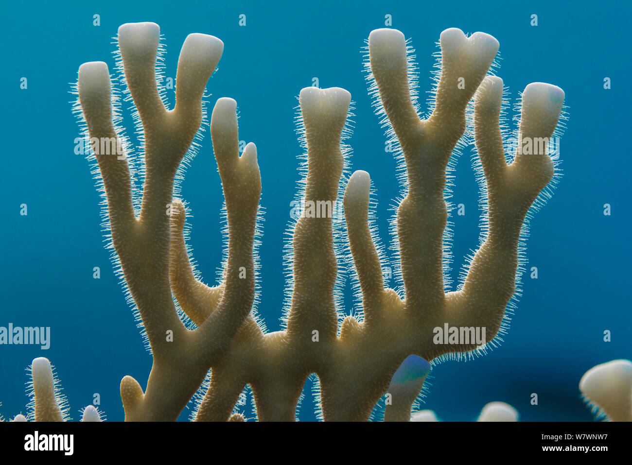 Foto retroiluminada de escozor nematocistos en colonias de coral de fuego (Millepora dichotoma) Gubal Isla, Egipto. Estrecho de Gubal, Mar Rojo. Foto de stock