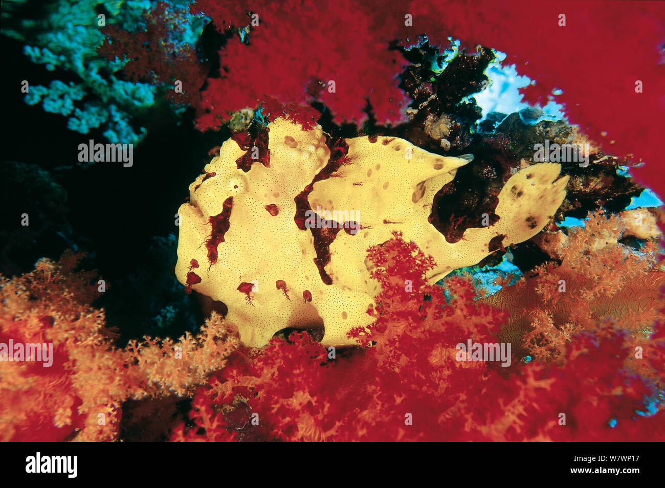 Frogfish gigante (Antennarius commersoni) establece una emboscada entre corales blandos. Las alternativas, Sha&#39;ab Mahmood, el Sinaí, Egipto. Mar Rojo. Foto de stock