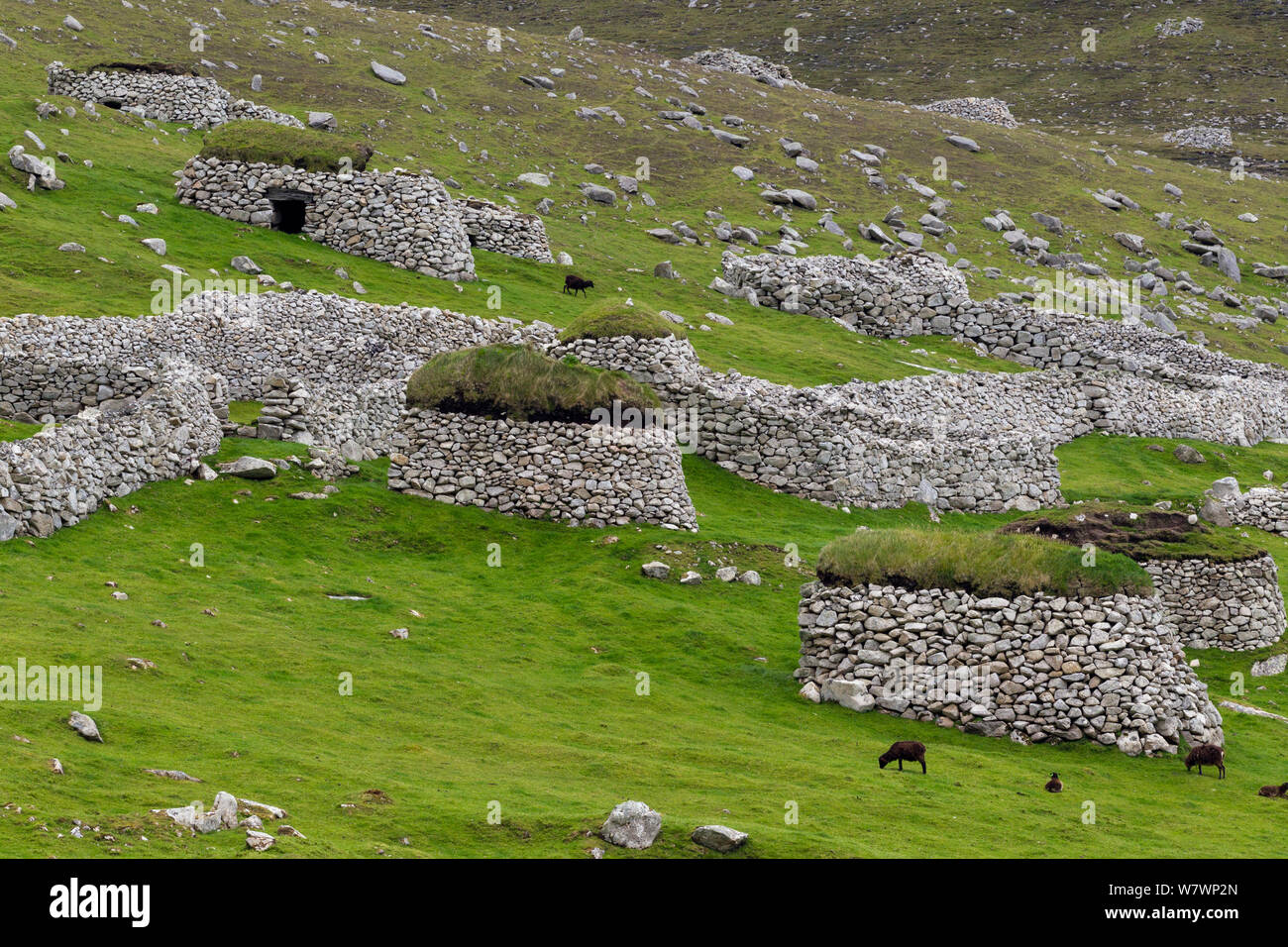 Las ovejas Soay (Ovis aries) de alimentación entre los listones y las paredes de piedra en la isla principal de Hirta. St Kilda, Hébridas Exteriores, Escocia. De junio. Foto de stock