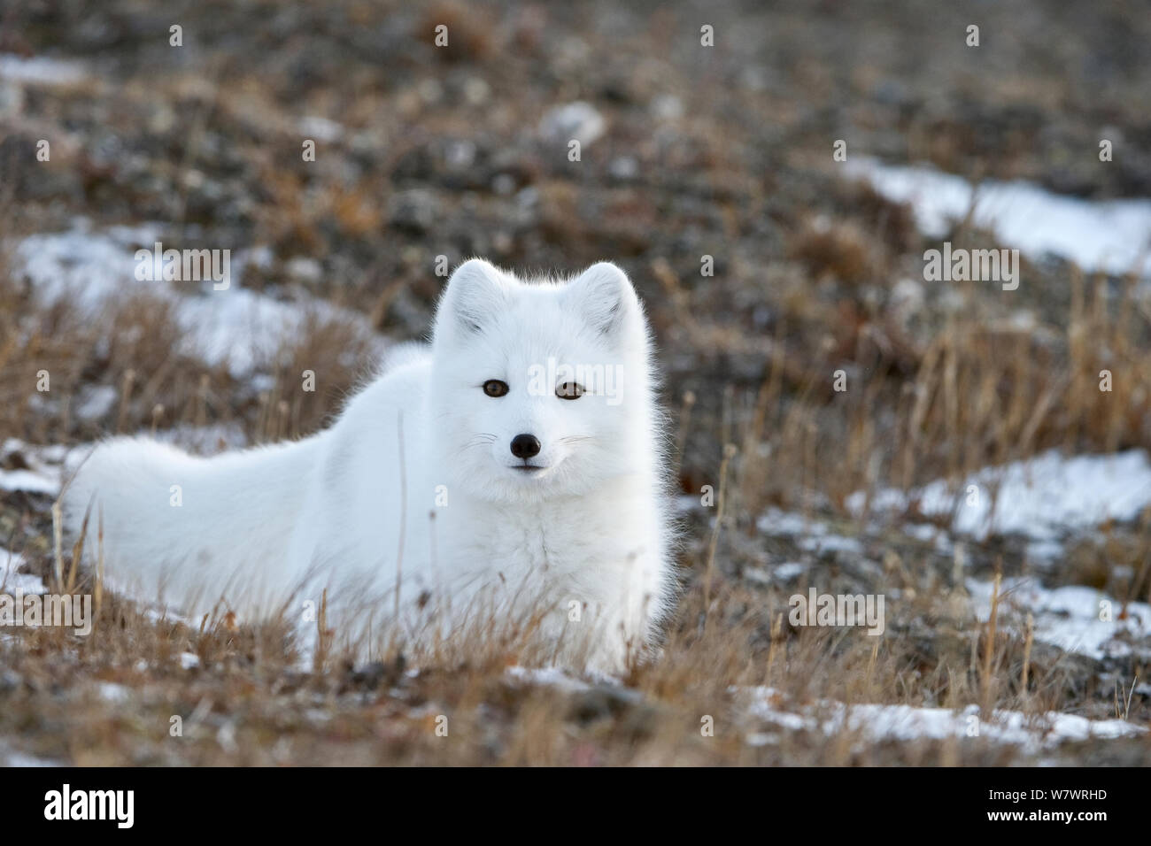 Zorro ártico (Vulpes lagopus) en piel de invierno, el descanso, la isla de Wrangel, el extremo oriente ruso, en octubre. Foto de stock