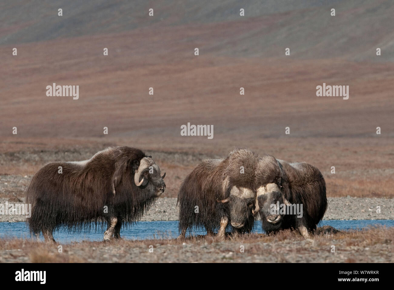 Isla buey fotografías e imágenes de alta resolución - Página 5 - Alamy