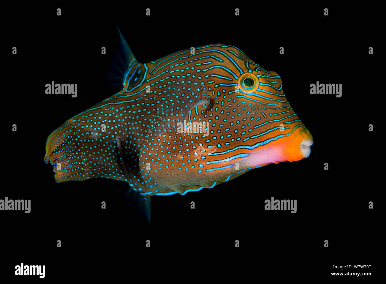 Retrato de Toby (Canthigaster Papua papua) Bitung, al norte de Sulawesi, Indonesia. Estrecho de Lembeh, Mar de Molucas. Foto de stock