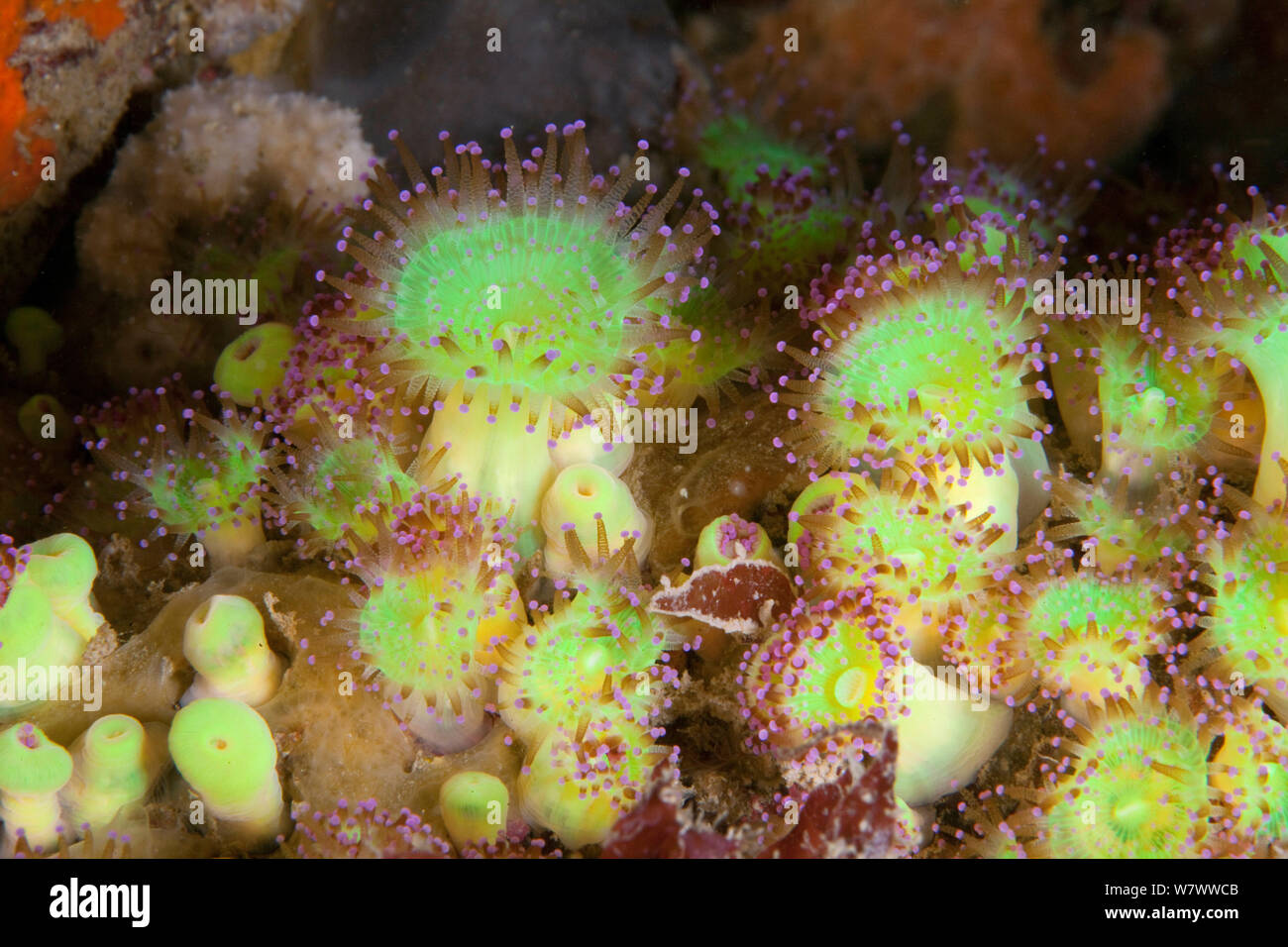 Anémonas joya (Corynactis viridis) Guillaumesse, Sark, Islas del Canal de La Mancha. Foto de stock