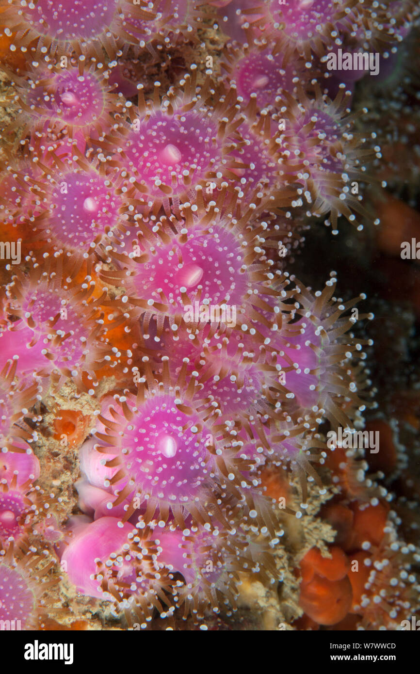 Anémonas joya (Corynactis viridis) Guillaumesse, Sark, Islas del Canal de La Mancha. Foto de stock