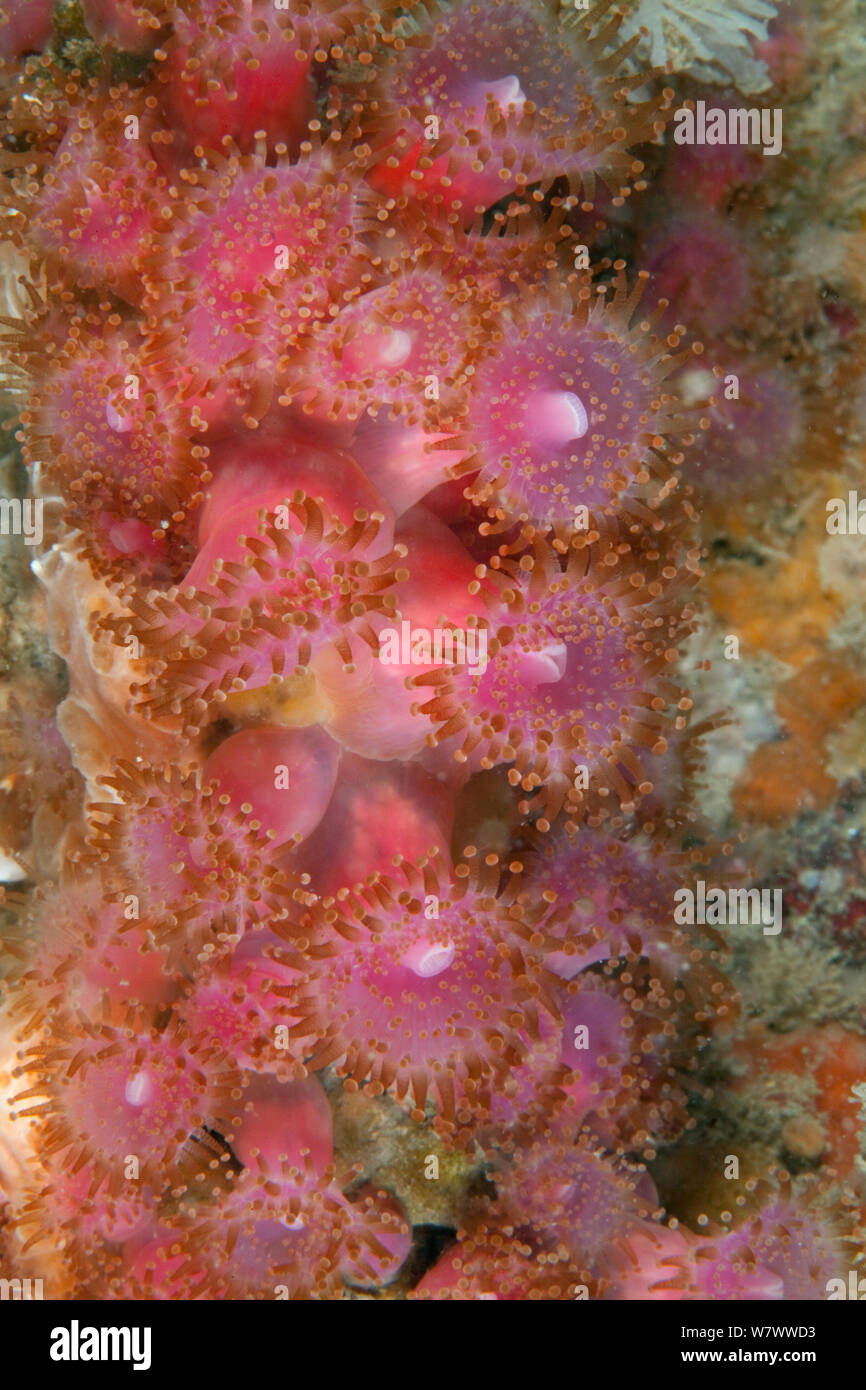 Anémonas joya (Corynactis viridis) Sark, Islas del Canal de La Mancha. Foto de stock