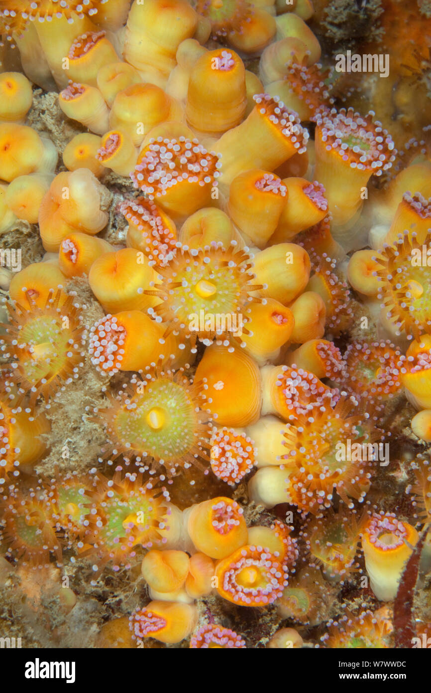 Anémonas joya (Corynactis viridis) Sark, Islas del Canal de La Mancha. Foto de stock