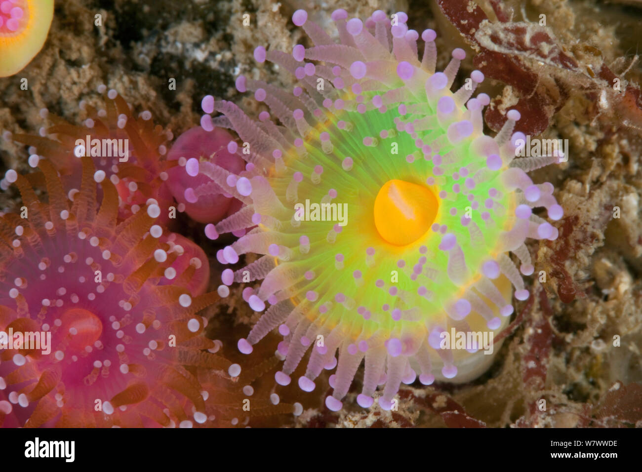 Anémonas joya (Corynactis viridis) Guillaumesse, Sark, Islas del Canal de La Mancha. Foto de stock