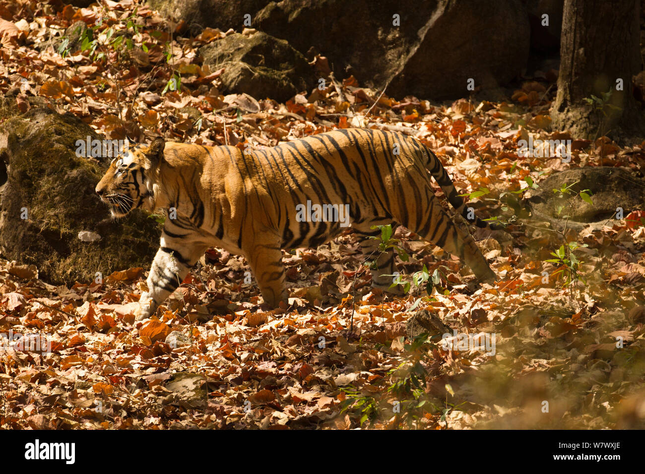 Tigre de Bengala (Panthera tigris tigris) caminar, Parque Nacional Bandhavgarh, Madhya Pradesh, India. Especies en peligro de extinción. Foto de stock