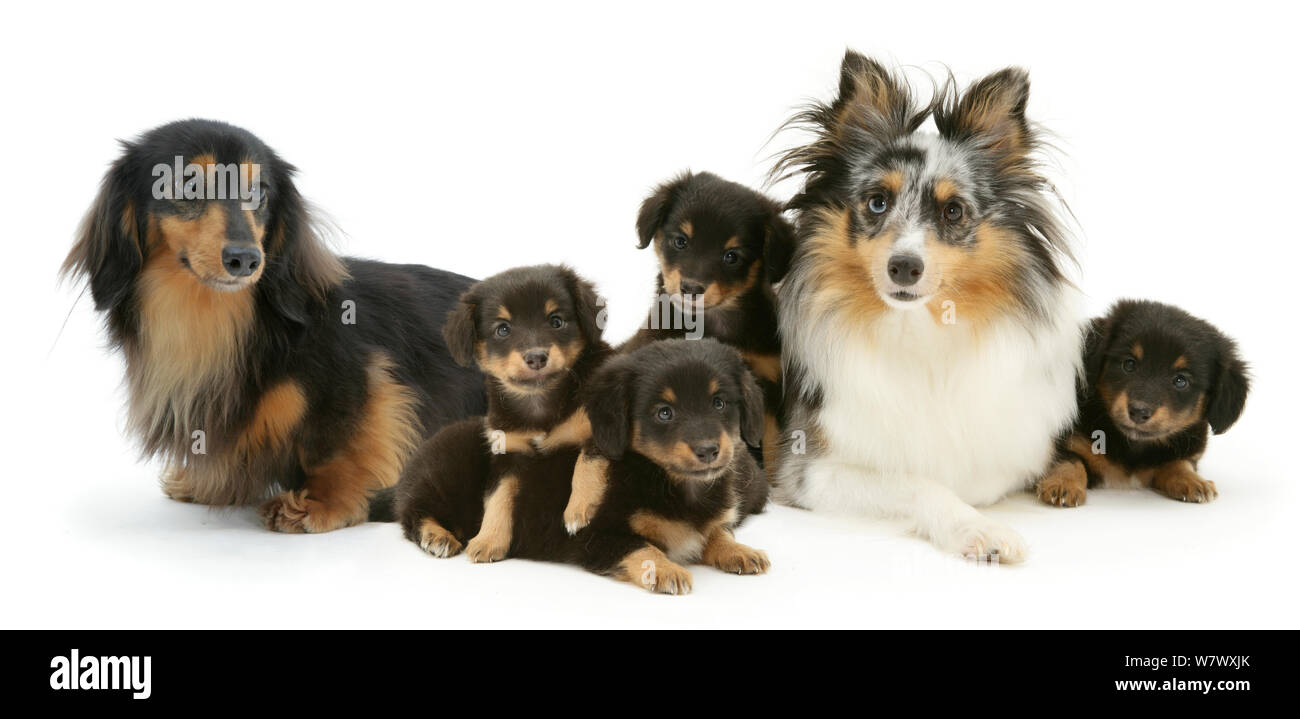 Pastor de Shetland y Teckel perros con sus cachorros. Foto de stock